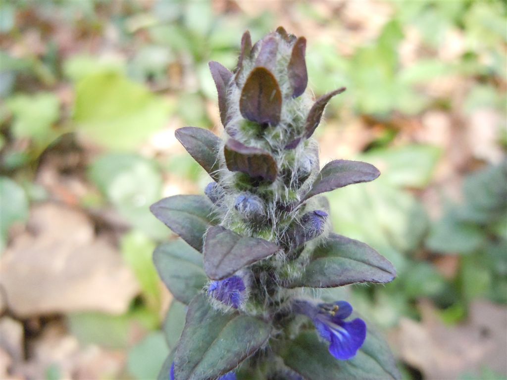 Ajuga reptans